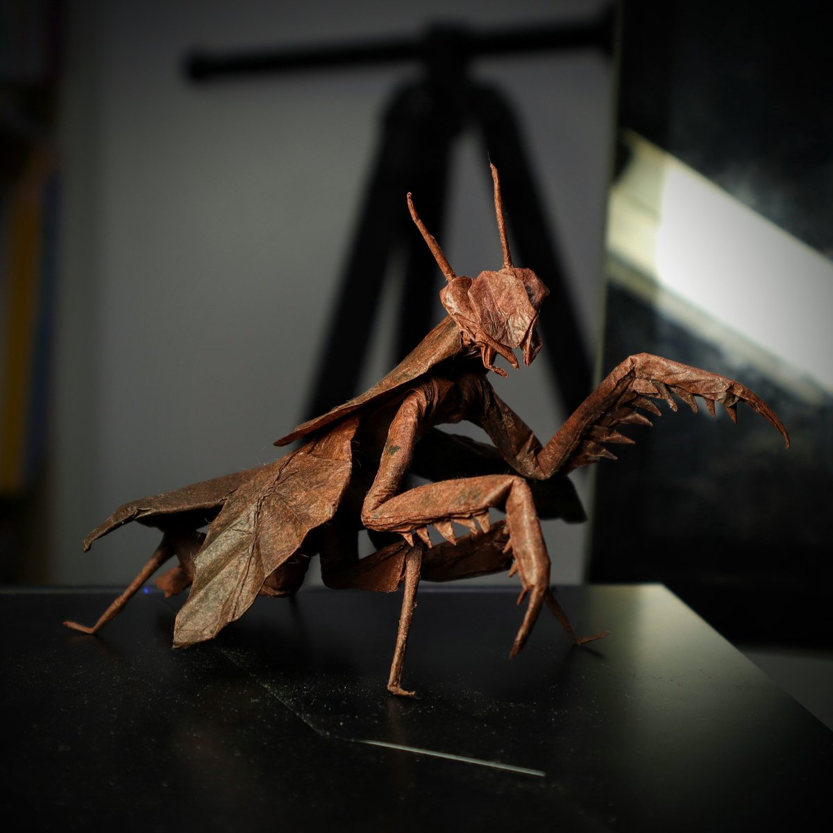 マルムネカレハカマキリ CP
創作:僕
56等分
Deroplatys truncata CP
Designed by me