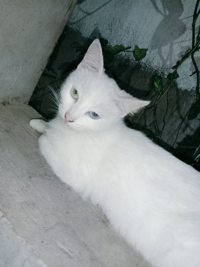 jamesmirando's tweet photo. Ito pa oh.😻 https://t.co/gWGxuOysxL