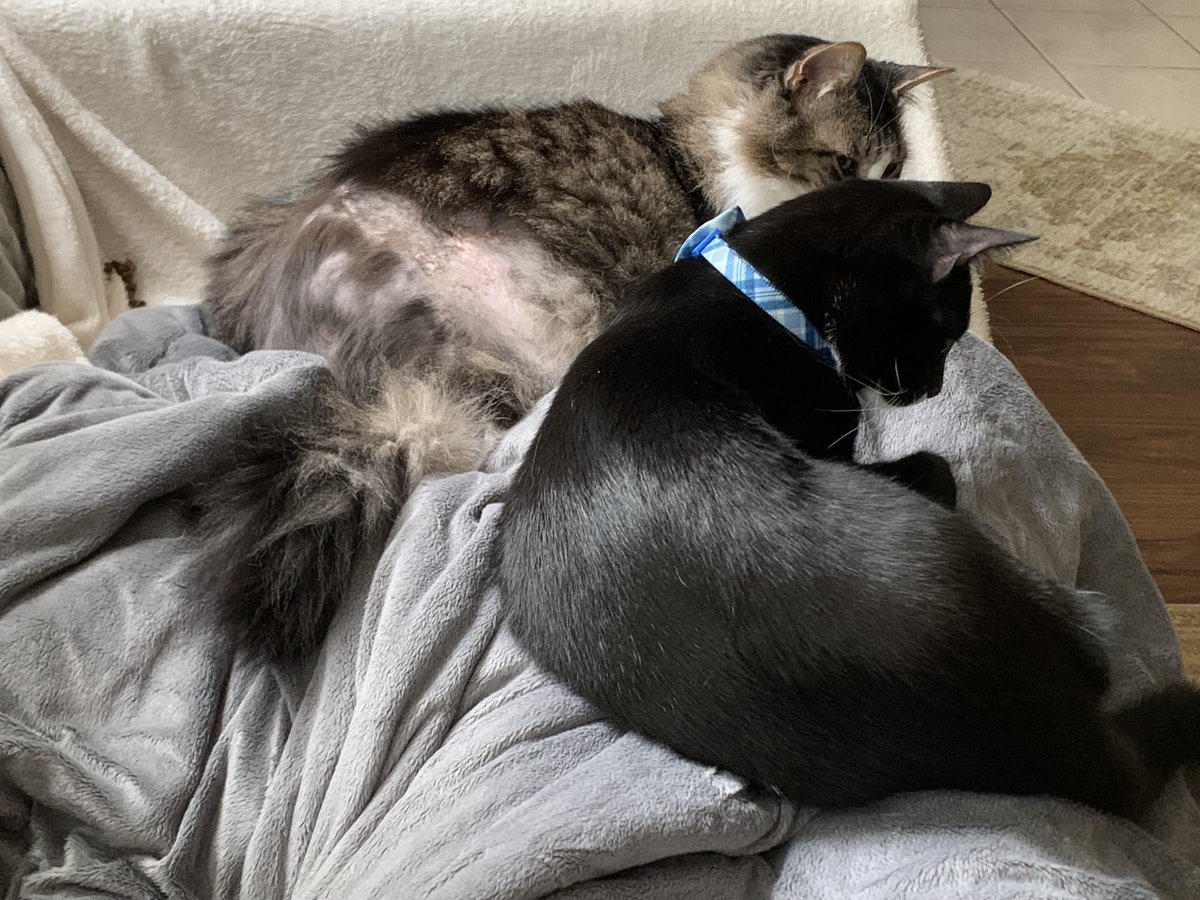 VMundae's tweet photo. Cats love you even more when you pull out the #ElectricBlanket. #ColdInTexas #TexasWeather #WinterWeek https://t.co/ktxfTWK1pd