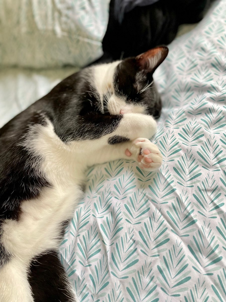 How’s a person supposed to make the bed with someone sleeping so peacefully in it… #CatsOfTwitter #cats #wishitwereme
