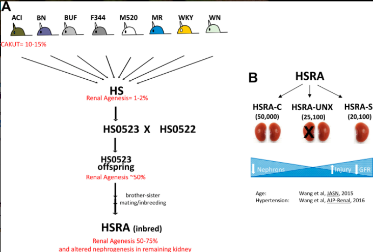 PhysiologicalG's tweet photo. #SuggestedReads for #KidneyWk 2021 "Whole genome sequencing and novel candidate genes for CAKUT and altered nephrogenesis in the HSRA rat" by Kurt Showmaker, et al
https://t.co/dIJyx0fnaD
#PhysiologicalG #genetics #KidneyDevelopment #KidneyDisease @cobbnotgrey
Figure 1 👇 https://t.co/8Lc5t583Px