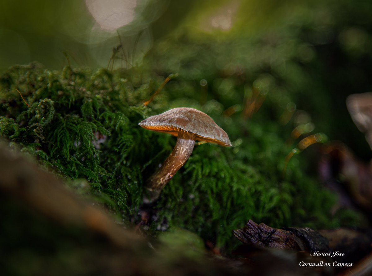 A glowing mushroom on the floor of Idless woods near Truro. 
#Cornwall #Kernow #woods #woodland #forestfloor #mushroom #fungi #fungus #glow #glowing #shroom #macro #macrophotography #NaturePhotography #autumn #closeup #photooftheday #photography #canon #mushroomphotography #art