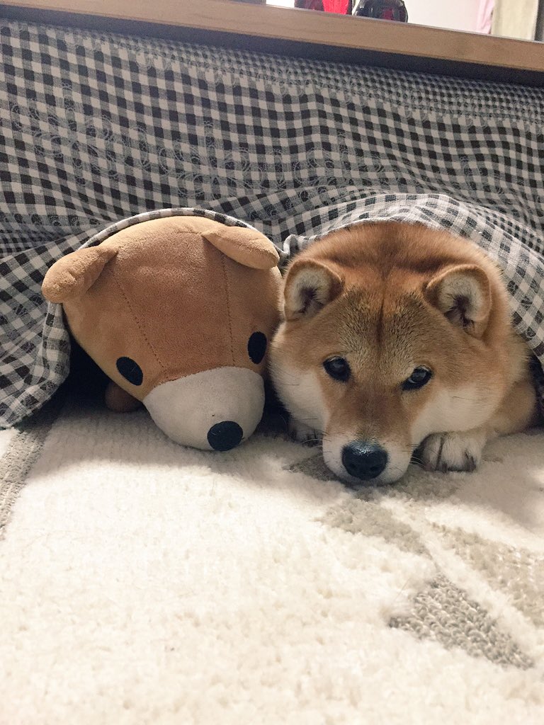 Pups Please! tweet media