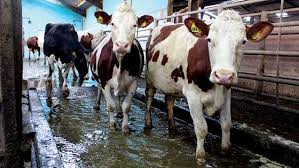 TbagriLtd's tweet photo. Do you often get problems with you herd in terms of digital dermatitis? Then why not speak to us about Biohoof - A unique hoof care programme to help eradicate lameness and poor hoof quality. Read more here https://t.co/CzTHEb5rXp
#cowmanagement #hoofcare #digitaldermatitis https://t.co/YK7DDY5JQ4
