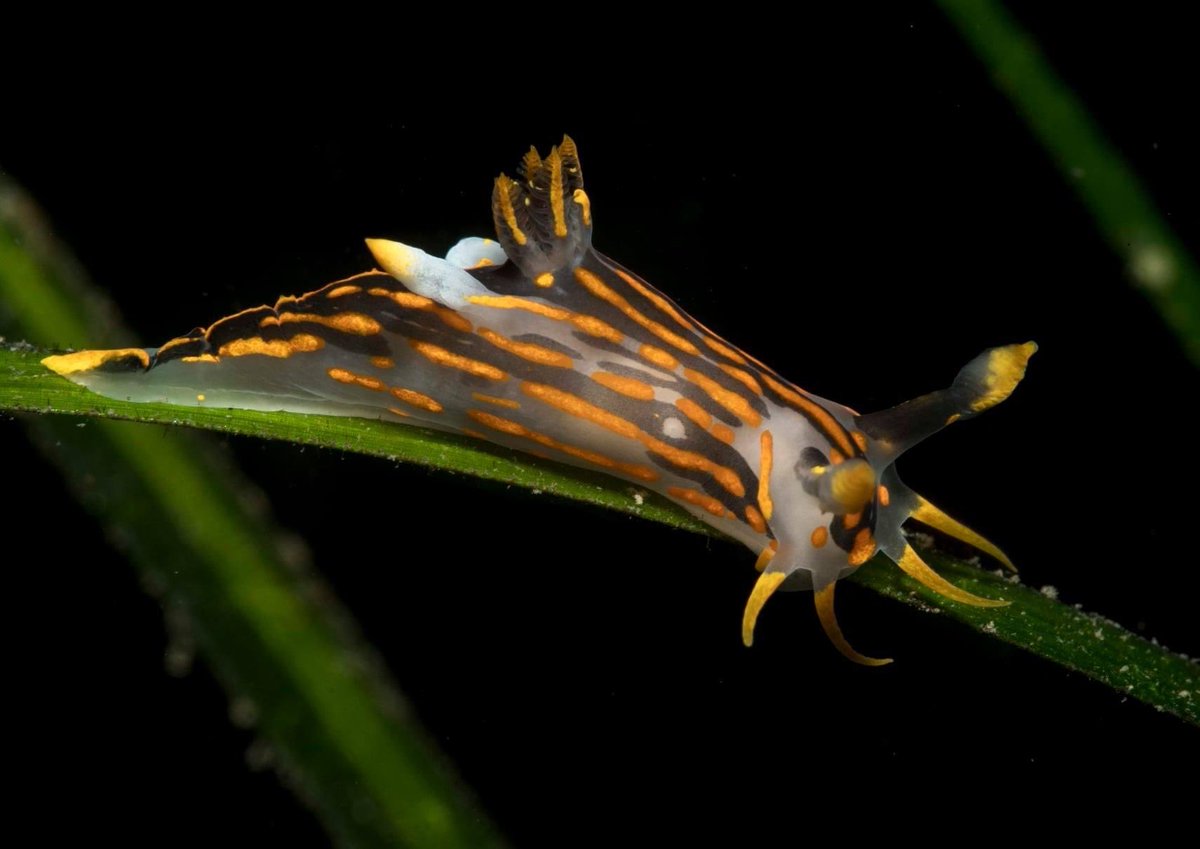 British marine wildlife is far from dull and boring 🤔 #britishwildlife #marinewildlife #seaslugs #seaslug #molluscs #mollusc #underwater #underwaterphotography