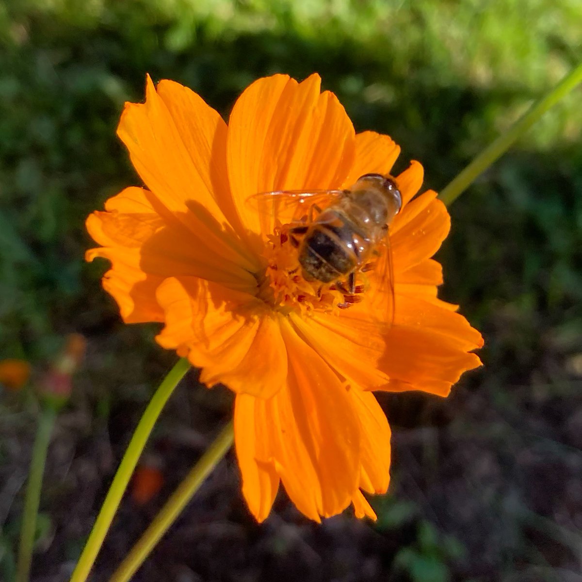 🧡Orange Cosmos still flowering. Bees 🐝 love this flower 

#nannysgardenworld 

#flowers #garden #flowerhunting #cosmosflowers #orangeflowers