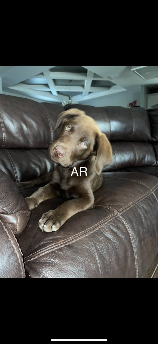 _ashantty's tweet photo. ‼️MISSING PUPPY‼️ last night my puppy went missing if you all can pls keep an eye out for him I would really appreciate it. I live down Milanos in Weslaco if you see him pls dm me https://t.co/1P1T0mMiIa