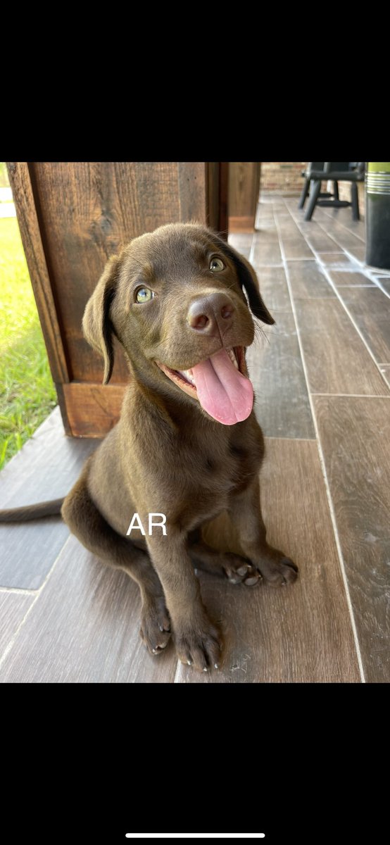 _ashantty's tweet photo. ‼️MISSING PUPPY‼️ last night my puppy went missing if you all can pls keep an eye out for him I would really appreciate it. I live down Milanos in Weslaco if you see him pls dm me https://t.co/1P1T0mMiIa