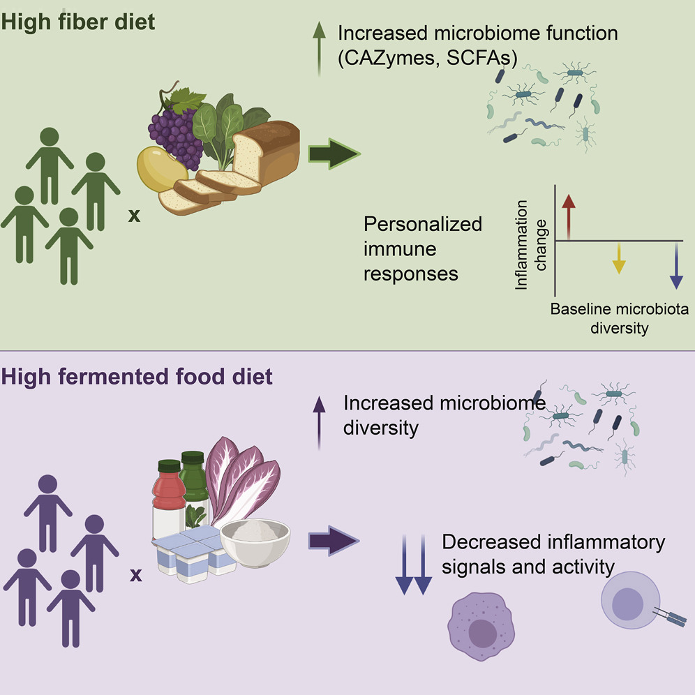 Diet modulates the gut microbiome, which in turn shapes the immune system. <a href="/GutBugs2/">Justin Sonnenburg</a> &amp; colleagues found fermented foods may be valuable in countering the decreased microbiome diversity and increased inflammation pervasive in industrialized society ow.ly/I9MF30rYTAb