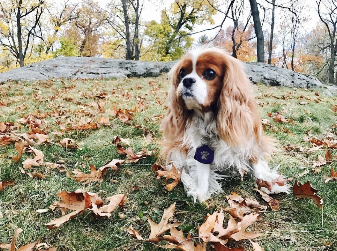 GoodGirlZelda's tweet photo. Fall vibes, y’all! 🍁
@IamLaurenMiller @SethRogen @WeAreHFC @PointGrey @HousePlantCo #ZeldaFace #DogsofHFC #DogsofPointGrey #DogsofHousePlant https://t.co/X9F90G2Y0Q