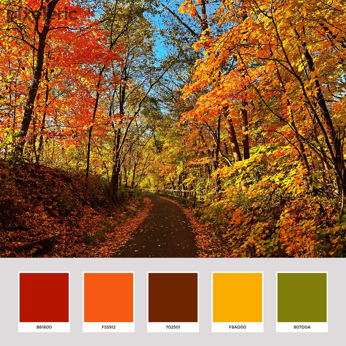 emueller's tweet photo. Fall colors are the best. ππ #colorpaletteinspiration #colorpalette #webdesign #capturemn #onlyinMN https://t.co/KAeuxdO6bd