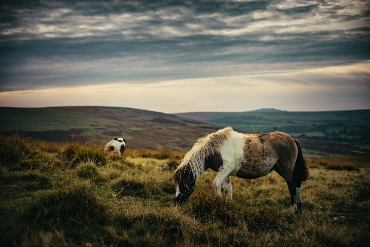 GlavindStrachan's tweet photo. #pony on the edge of #GerTor on #Dartmoor - from a few weeks ago 🥰 I'm checking what I missed! #Dartmoorphotography #DartmoorPhotographer #LandscapePhotography #DevonPhotographer https://t.co/ZGkmfVMFyh