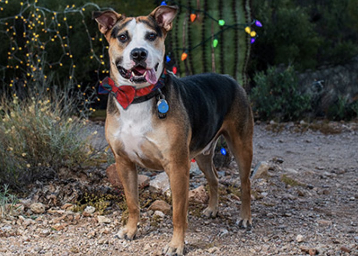 TheTucsonDogMag's tweet photo. Read about Cover Dog Winner Lord Mojo Filthwad Von Sheddington II aka “Mojo” in the latest edition of The Tucson Dog Magazine available now. https://t.co/aFJuuMSkAl #tucsondog #contestwinner #dogs #instagood #holidays #dogsoftwitter https://t.co/mttKfU8BL0