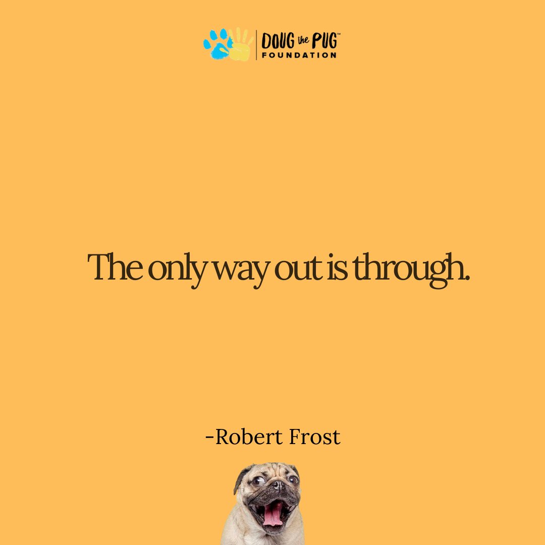 DTPfoundation's tweet photo. 🐾💛 https://t.co/2mkQSK6NCO
