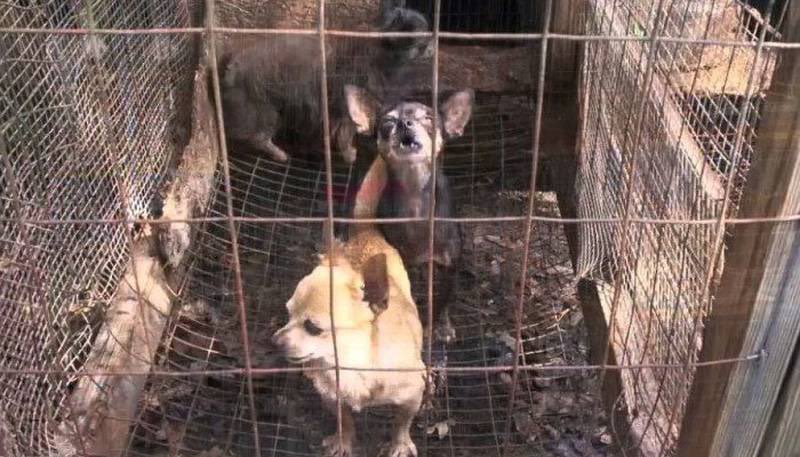 DefensaAnimal's tweet photo. Se incendió el Mercado de Sonora lugar donde venden, 𝐩𝐞𝐬𝐞 𝐚 𝐩𝐫𝐨𝐡𝐢𝐛𝐢𝐜𝐢𝐨́𝐧 𝐞𝐱𝐩𝐫𝐞𝐬𝐚 𝐝𝐞 𝐥𝐚 𝐥𝐞𝐲, todo tipo de animales. Se sabe que muchos son usados para ser asesinados en ritos de santería y las autoridades no hacen NADA por evitarlo
¡NO MÁS IMPUNIDAD! https://t.co/Y2vNqmRmKA