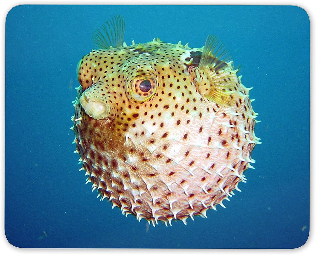 🐡 Puffer Fish Press 🐡 tweet media