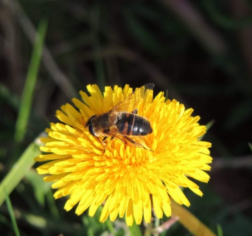 Hyde Park Cemetery (HydeParkCem) / Twitter