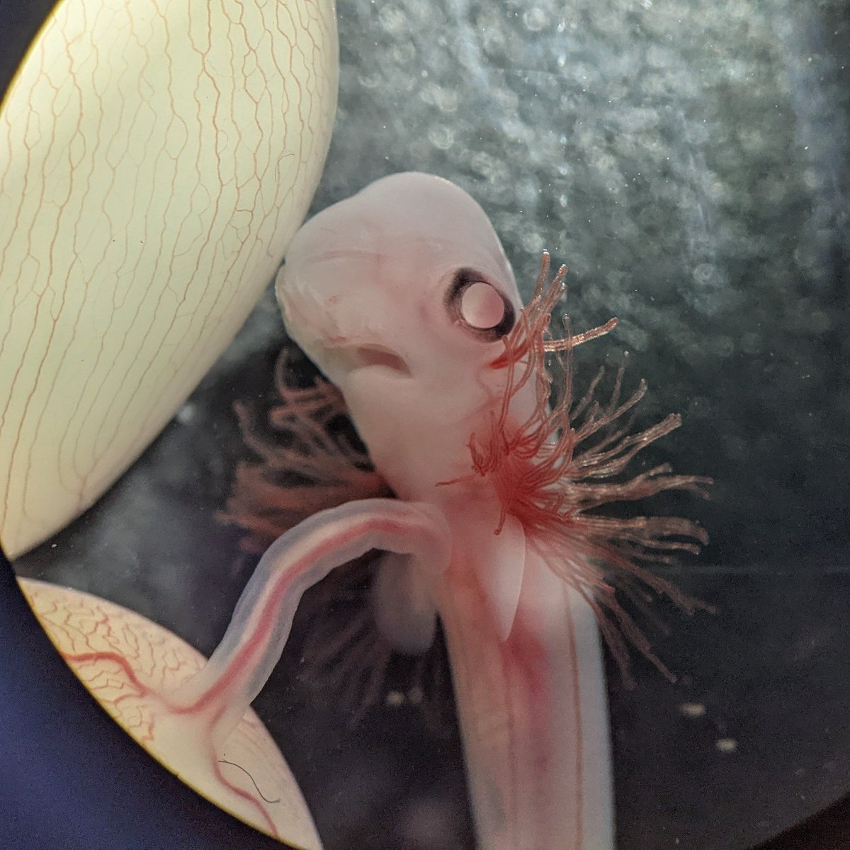 garethjfraser's tweet photo. Chain Catshark baby (Scyliorhinus retifer). Ventro-lateral view of the umbilical cord-like connection to the yolk sac. Gill filaments are sprouting through the gill slits, even through the spiracle opening behind the eye!  #devbio #shark #babyshark @Ella_Nicklin @UF_CLAS 🦈 https://t.co/beMl4qaOLI