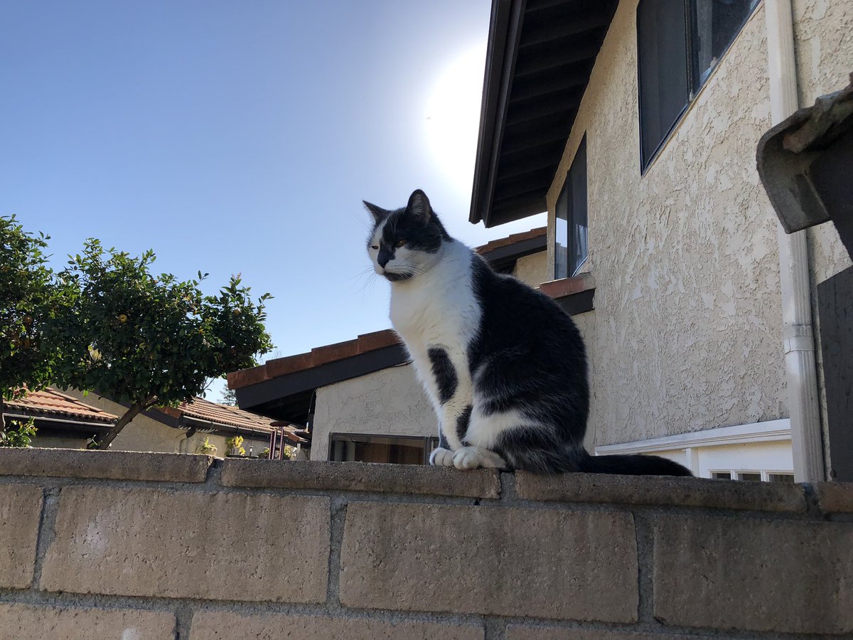ballothecat's tweet photo. @alwaysDemocrat7 @GailCarangelo @Mouser33943163 At the time uncle Max was I think 13 years old or 68 in human years and pepper 2 years or 24 years old #LadiesMan #AlwaysHadIt https://t.co/Xh0NoNBJ53