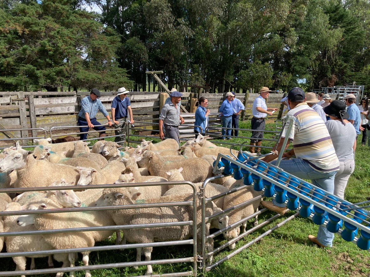 CentralLanera's tweet photo. #AHORA 
Excelente Jornada de intercambio de experiencias de productores integrantes del Centro Tecnológico Ovino de CLU.
Juntos es más fácil!
♻️🐏♻️
@ANDEUruguay https://t.co/2SJMwoB7Jt