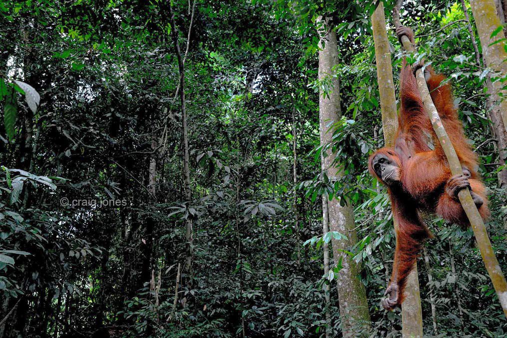 They take some of the best rainforests in the world, chop and burn it to the ground, changing it into a soulless landscape of palm oil within a matter of weeks. Anything in its way gets crushed,killed and discarded.This is what the consumers should see when making their purchases