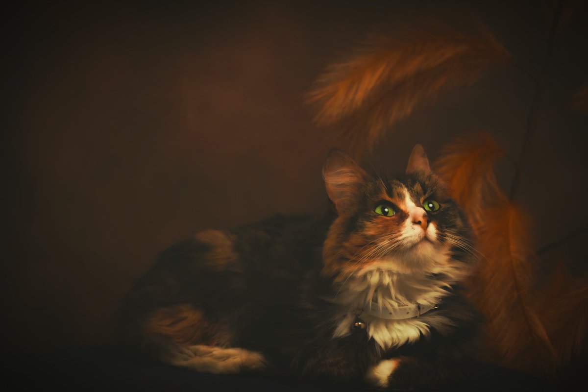 NathalieJoan's tweet photo. PRESS❤️IF YOU LIKE
#canoneosr5 #broncolor #cameranu_nl #fotografie #canonnederland #nature #flowers #catsoftwitter #catlife  #natgeo  #camera  #nationalgeographic #kameraexpress #cameranu  #cameraland #canon #photographer 
#domesticcat https://t.co/bdAxDuaYhf