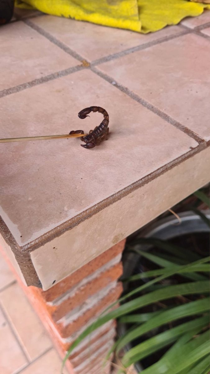 ferbecerrar's tweet image. Hola @Arachno_Cosas encontramos a este ejemplar en Villa Corona, Jalisco, es de IM?