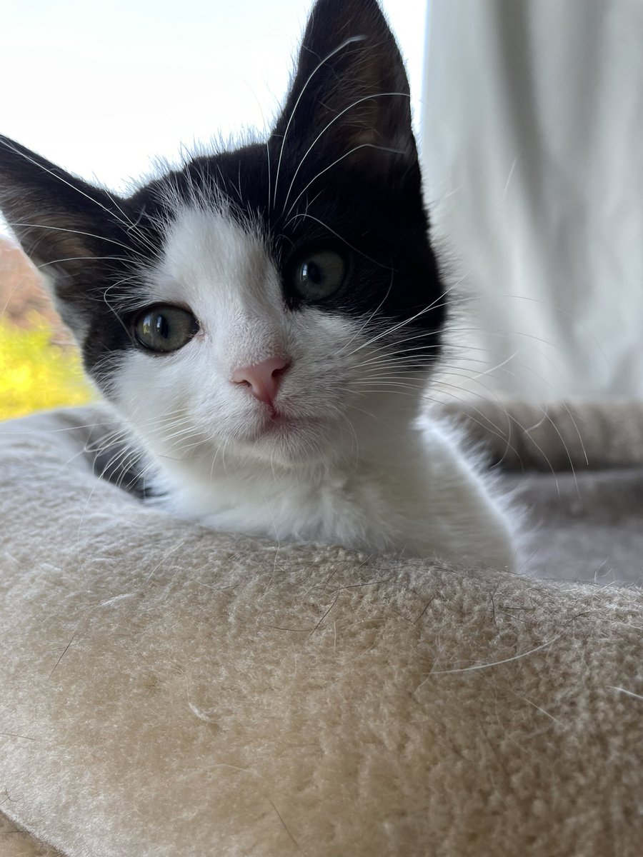 Hey @ruthbratt look how beautiful my cat is