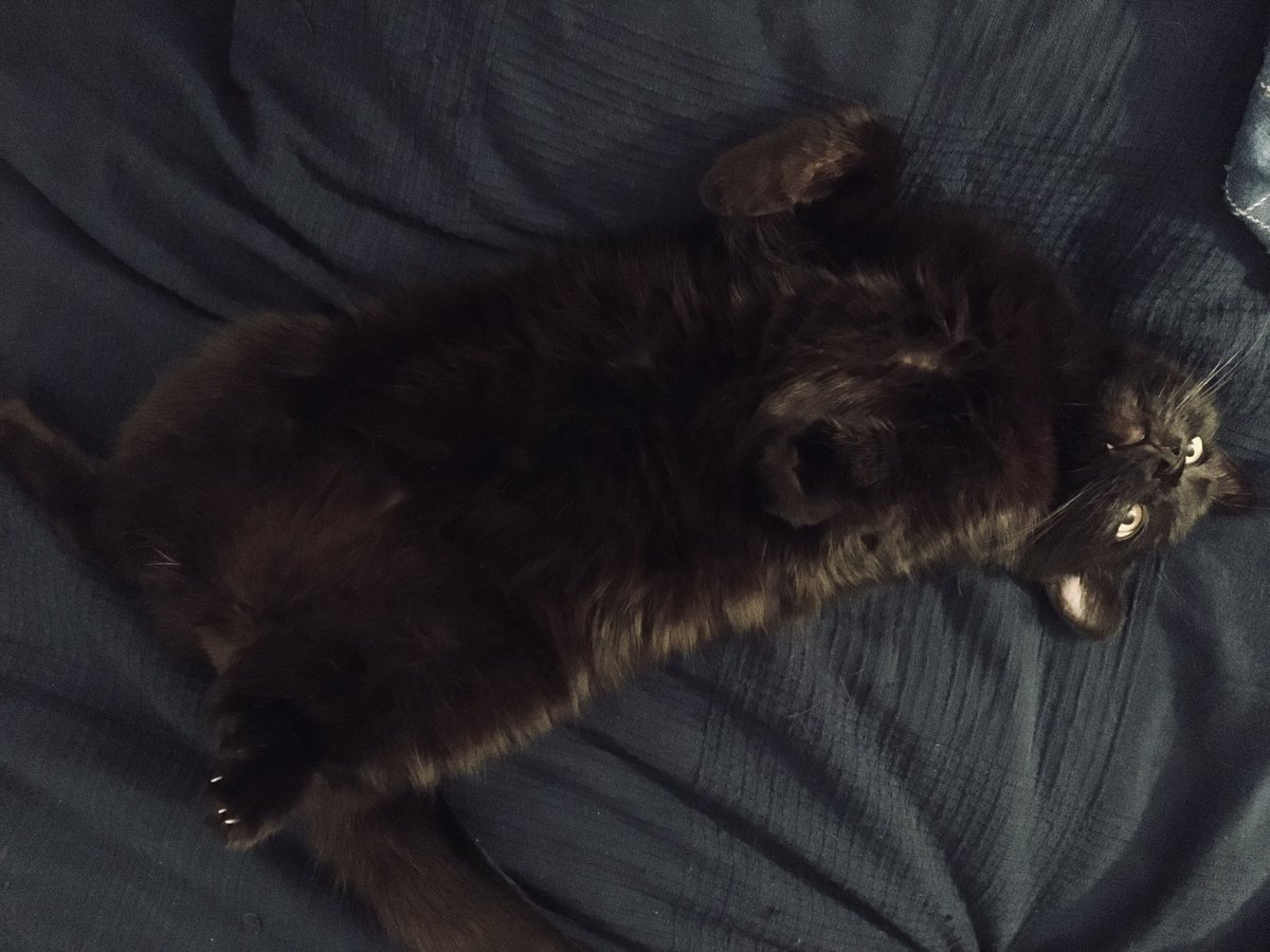ledi_turgeneva's tweet photo. Блин, ну че он такой смешной и жирный, как поезд пассажирный😻
#коточетверг https://t.co/jnh0wssyOP