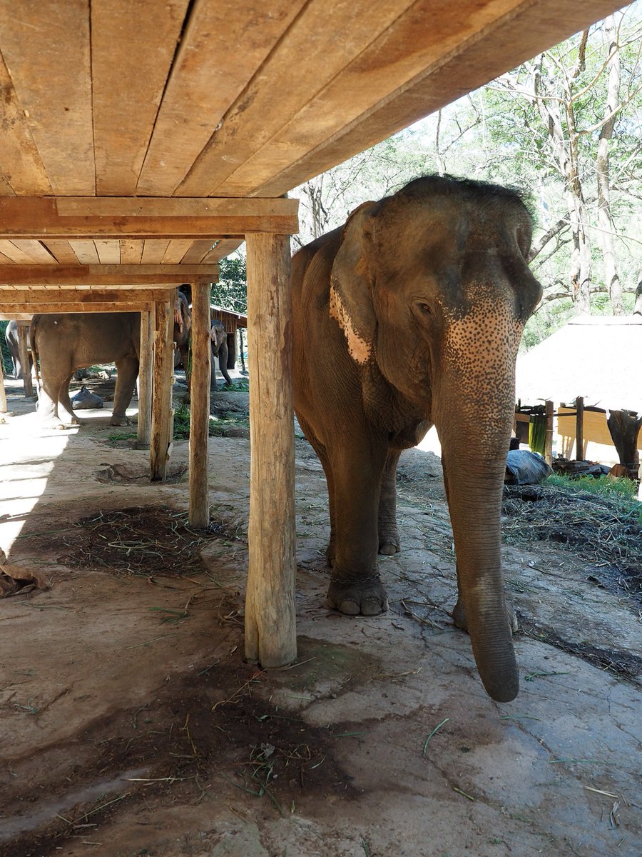 H-ELP - Human Elephant Learning Programs tweet media