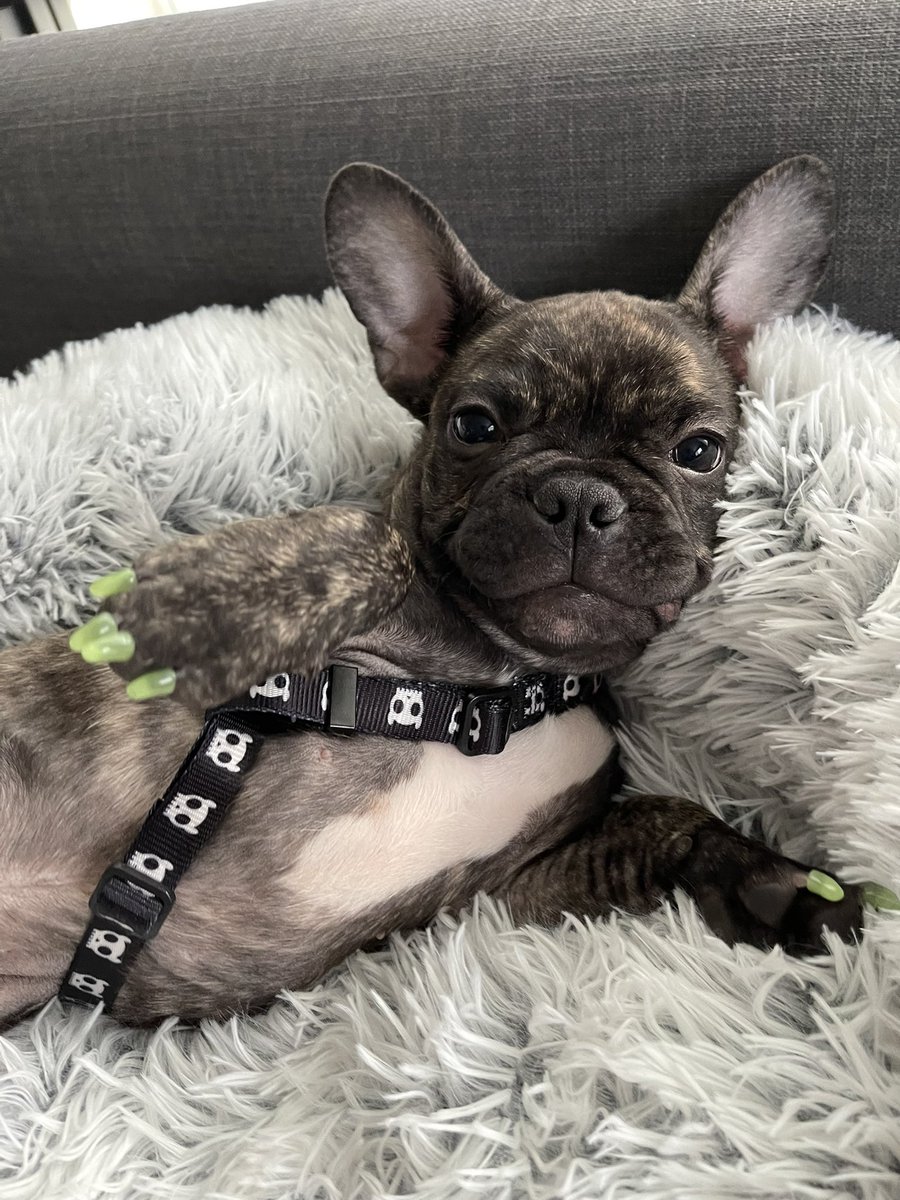 lady_bukowski's tweet photo. Currently not signed with a modeling agency 😂 #puppy #frenchbulldog #frenchie https://t.co/gXHR0aSFEv