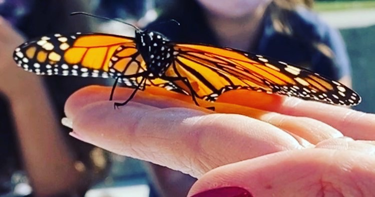 As a class, we released “Sunny,” our classroom monarch, this afternoon. #monarch #butterfly #NaturePhotography <a href="/the_Madeleine/">the Madeleine</a> <a href="/rbtarantino/">Rowena Tarantino</a>