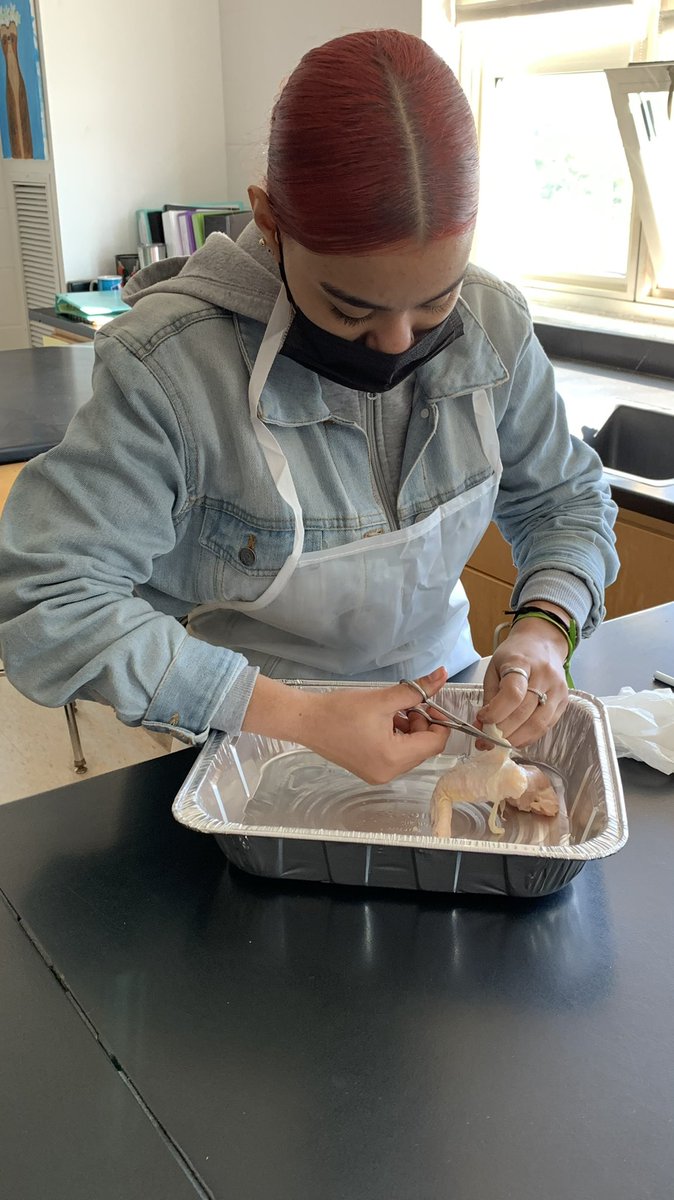 HLC_lps's tweet photo. HLC students dissected chicken wings in Mrs. Camarda’s Anatomy &amp; Physiology class. Students were able to explore how bones, ligaments, tendons and muscles work together to produce movement. They later applied that knowledge to understand the human arm. #futurescientists 🥼 https://t.co/Xd67REXCqE