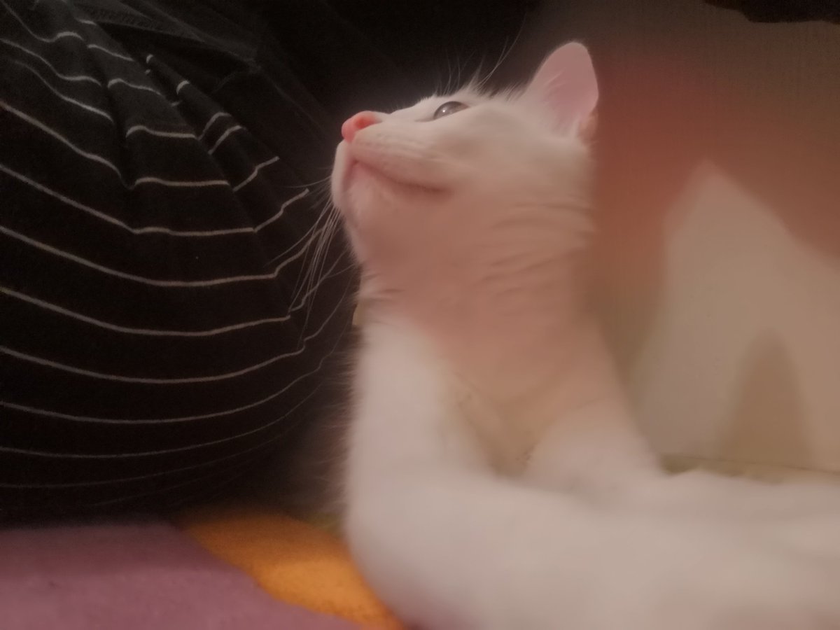 Bu meraklı kuzu yaşasın.. #çilekmelekolmasın