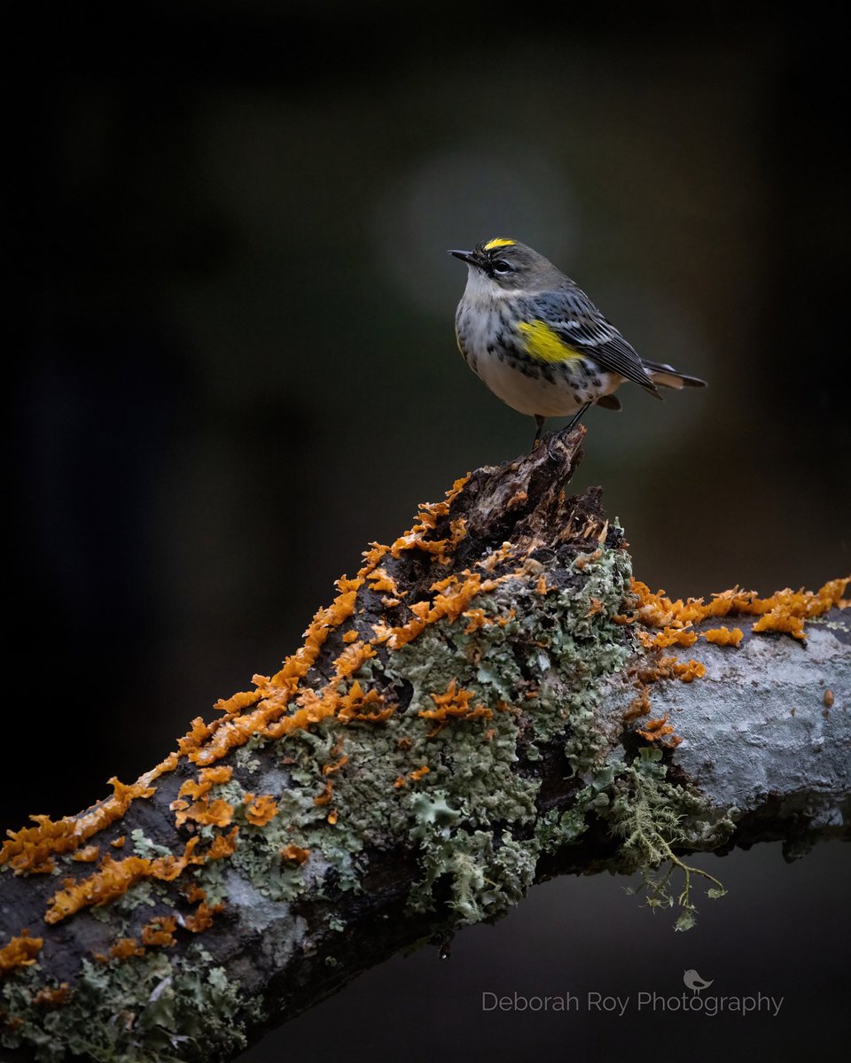 DebMcDougallRoy's tweet photo. Yellow-rumped Warbler #yellowrumpedwarbler #TwitterNatureCommunity #twitternature #deborahroyphotography #birdphotography #NaturePhotography #naturelover #CharlotteNC https://t.co/0wgMptwGzS