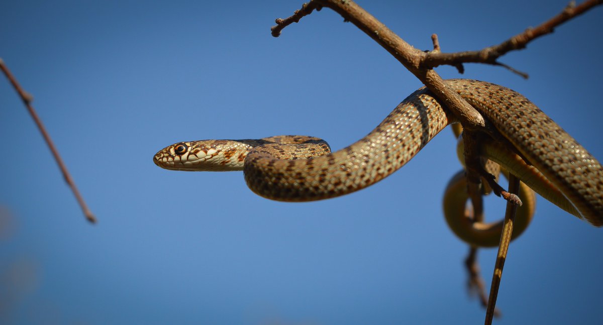 Ukan__'s tweet photo. (04.11.2021) [Rupite, Bulgaria]
Juvenile Caspian whipsnake (Dolichophis caspius)
-----
#snake #snakes #reptile #reptiles #viper #vipers #colubrid #colubrids #venomous #venomoussnakes #nature #animals #animalphotography #naturephotography https://t.co/dxWidK5Bw2