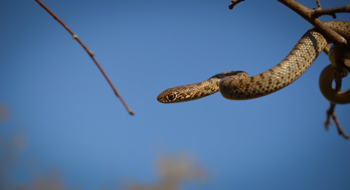 Ukan__'s tweet photo. (04.11.2021) [Rupite, Bulgaria]
Juvenile Caspian whipsnake (Dolichophis caspius)
-----
#snake #snakes #reptile #reptiles #viper #vipers #colubrid #colubrids #venomous #venomoussnakes #nature #animals #animalphotography #naturephotography https://t.co/dxWidK5Bw2