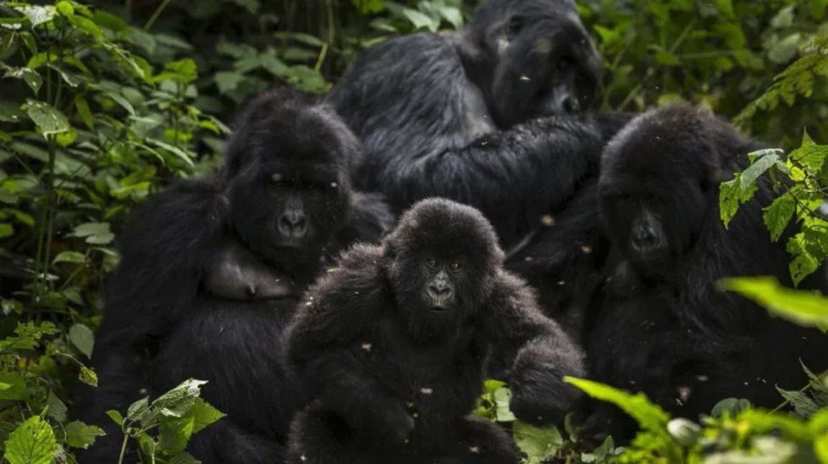 SaveVirunga's tweet photo. #SaveVirunga from oil blocks to the construction of a University inside of its boundaries @UNESCO @Presidence_RDC https://t.co/Ee2t07rsnK https://t.co/1OKbqYLtD0