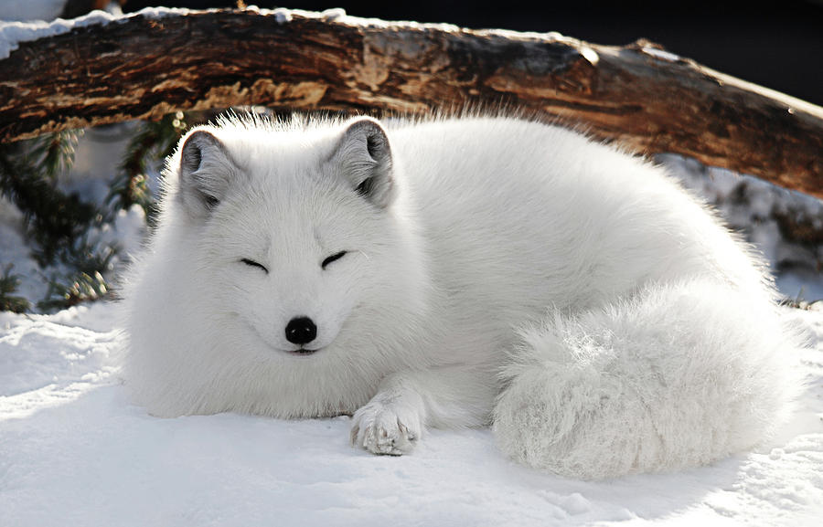 keyvanking2's tweet photo. @Alphalari snow fox https://t.co/fBKxLSGIbB