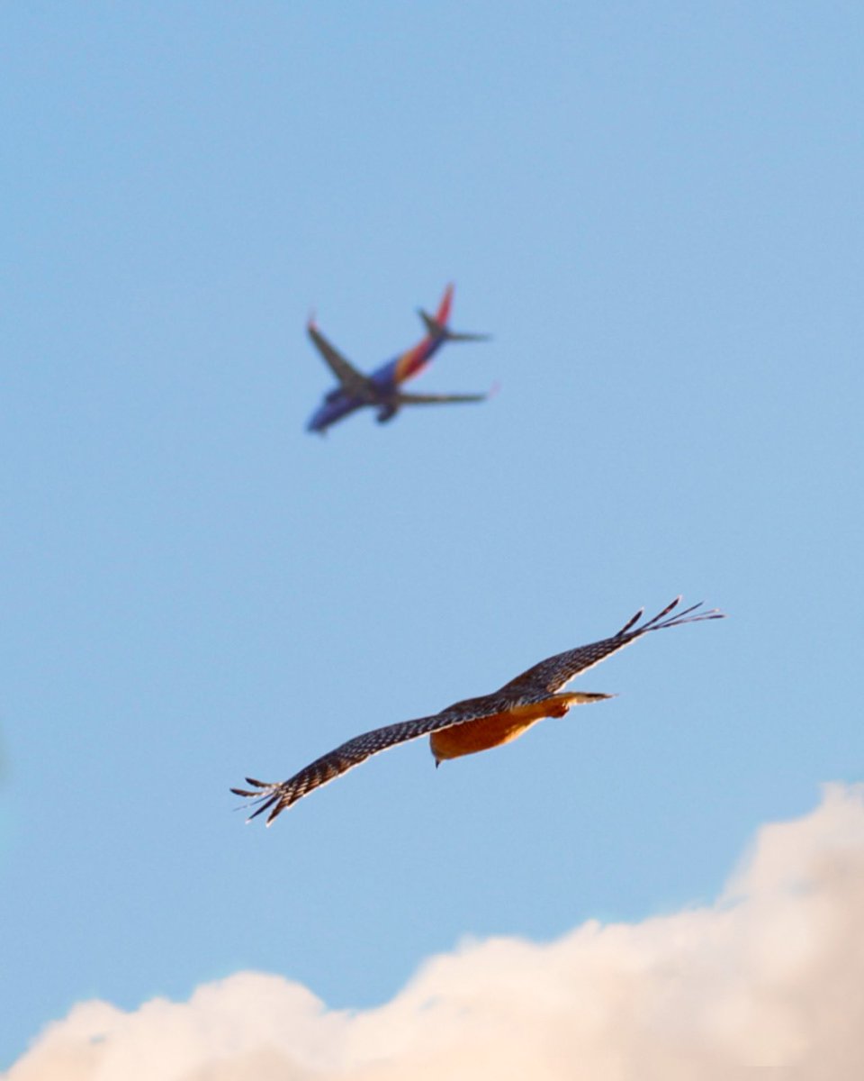 expthewildlife's tweet photo. Flying First Class all the way. @SouthwestAir #TwitterNatureCommunity #flysouth #plane #airline https://t.co/xnJab62AuZ