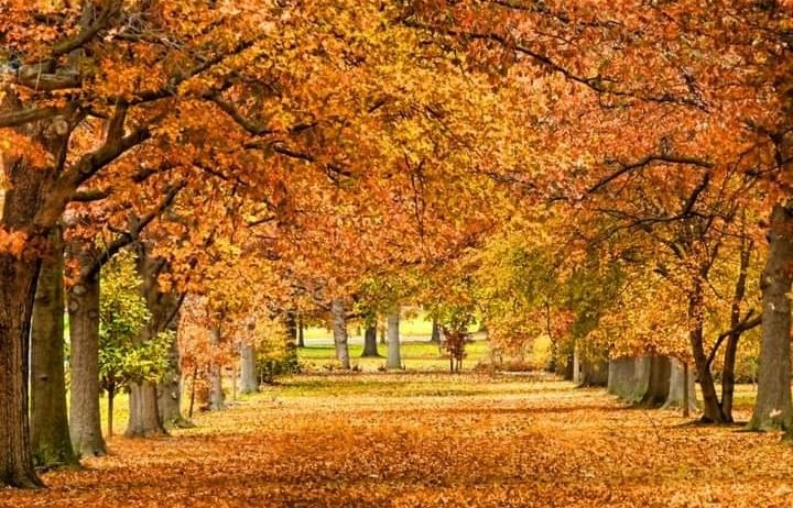 Fall foliage in full bloom . Shot in Philadelphias beautiful Fairmount Park. <a href="/6abc/">Action News on 6abc</a>  <a href="/NBCPhiladelphia/">NBC10 Philadelphia</a>   <a href="/CecilyTynan/">Cecily Tynan</a> #fallfoliage  #nature  #NaturePhotography  #rustic #photography  #Philly #visitpa #fairmountpark