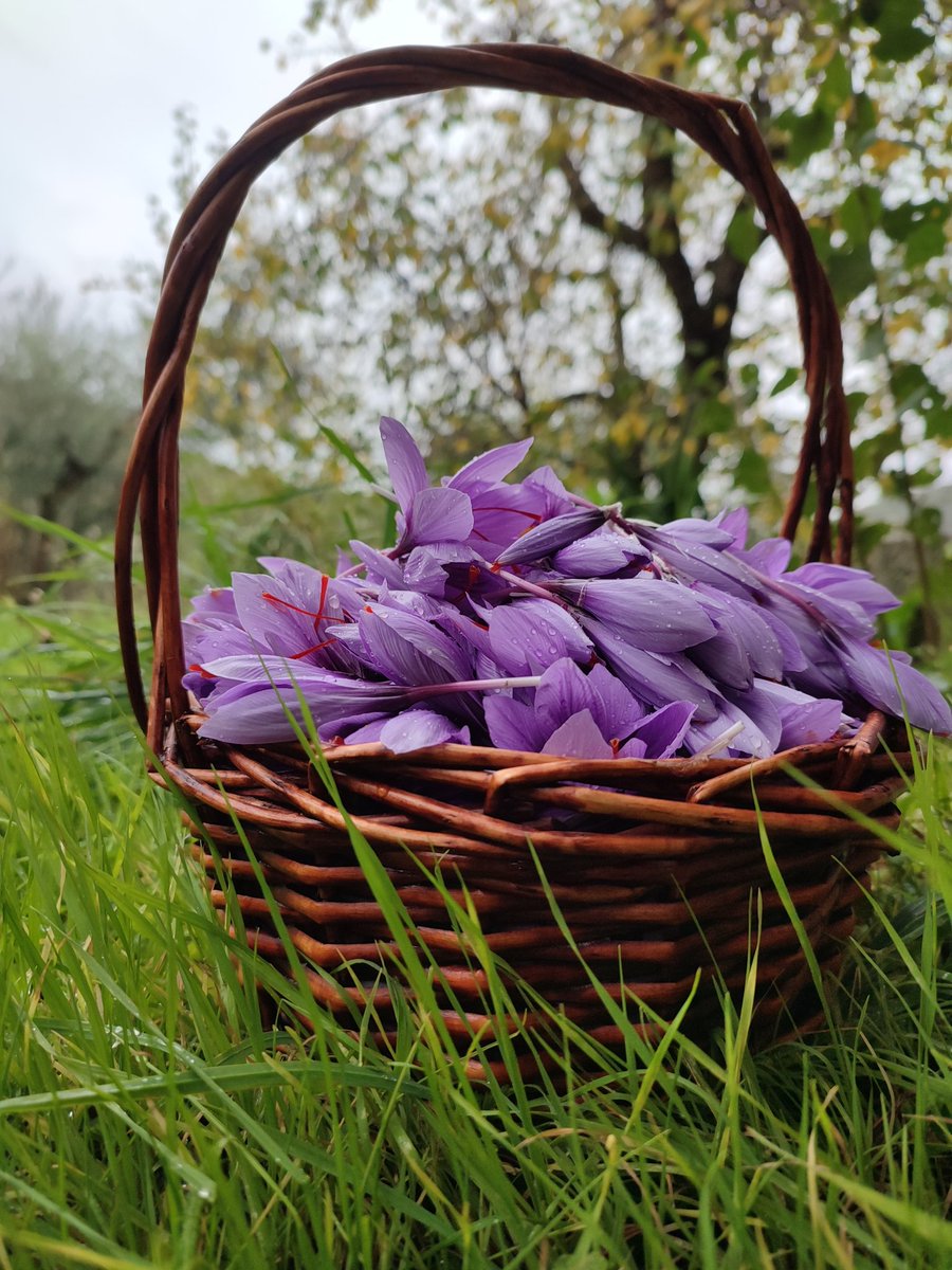 Beatrizzxzz's tweet photo. La felicità di lavorare la terra🌺
#zafferano #crocus #agricoltura #agricolturasinergica #green #bio #green #Poli https://t.co/Sbr4FzW7sq