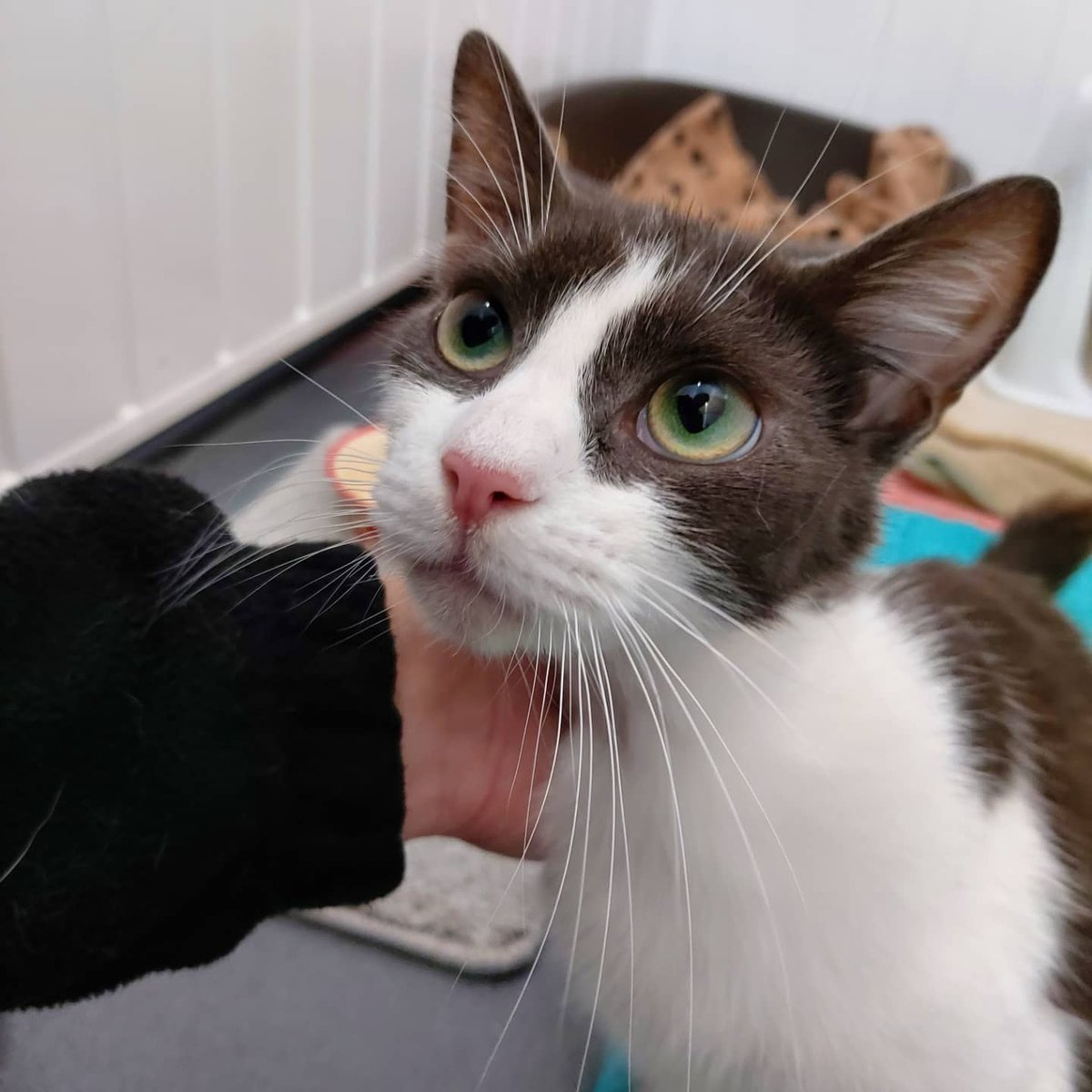 AnimalWythall's tweet photo. Beautiful Charm 😍  A pregnant girl that was surrendered to us. She is so big, she's surely to have her babies any day now! https://t.co/Oxzb2K9Oba