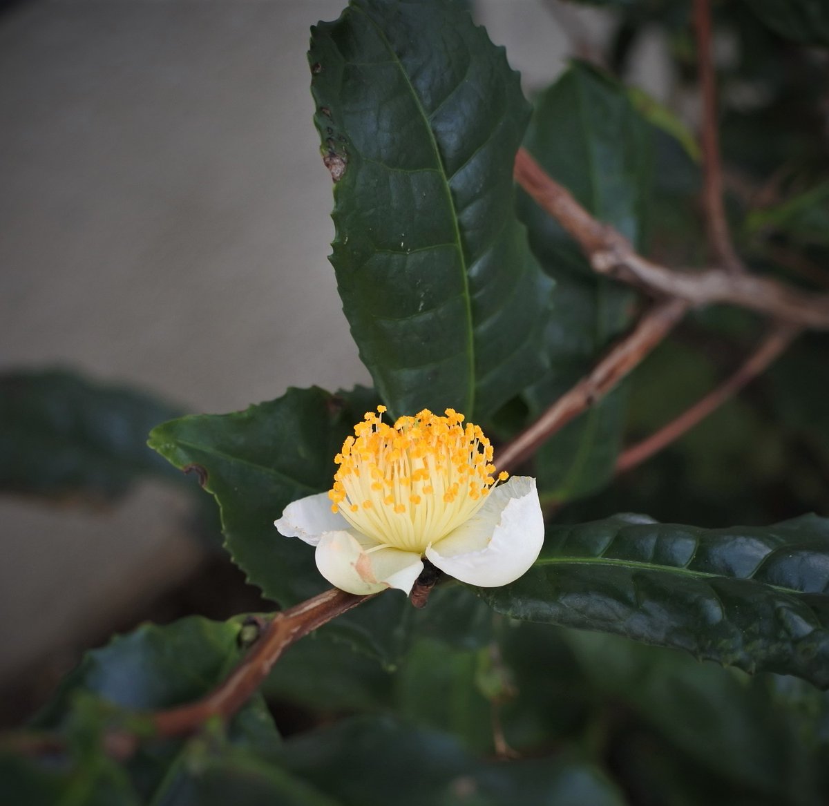 ohnok1's tweet photo. 名古屋からおはようございます
優しい週末になりますように
+お茶の木の花
#花 #flower #TeaTreeFlower https://t.co/75Kw8n7331