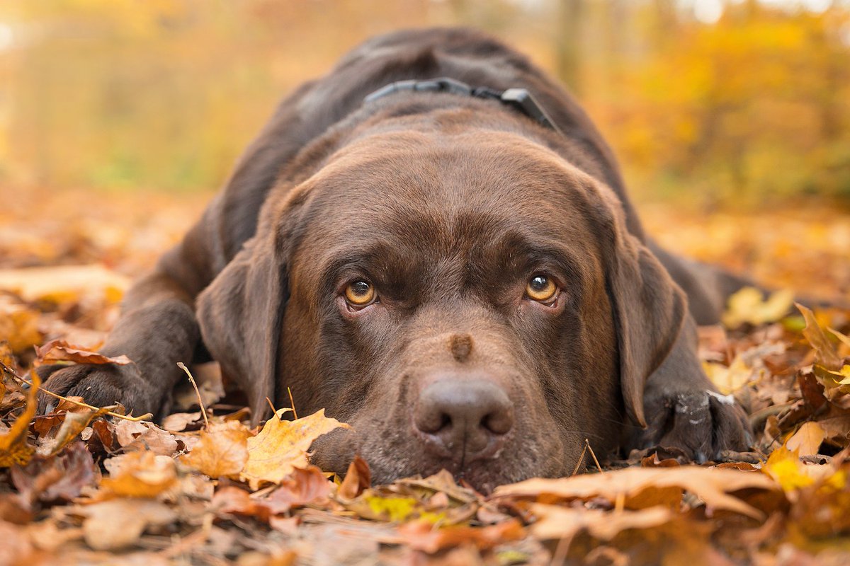 weatherchannel's tweet photo. It's the first #DogWalkingForecast of November!

Reply below with photos of your pup, and we'll show them on air Saturday morning. Make sure to tell us your city! https://t.co/nbTfb0IsxS