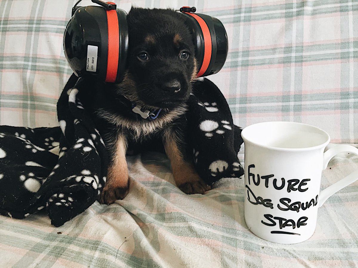 nzpolice's tweet photo. Let’s be smart tonight NZ 🎆

Not everybody enjoys Guy Fawkes. Be respectful of your neighbours and keep your pets inside if possible, k? Good chat. https://t.co/phyqlm2szW