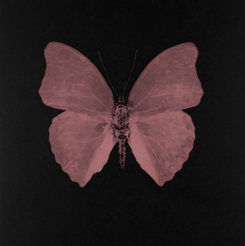 LeeKongju's tweet photo. butterfly effect 🦋 https://t.co/dCJkYUa5Sm