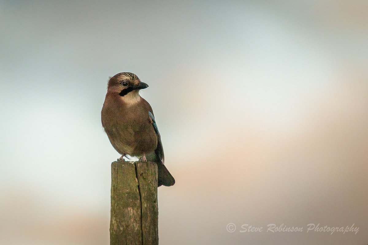 We don't see Jay's in the garden too often. Taken quite late in the day so had to use a very high iso setting. #wildlifephotography #birdphotography #NaturePhotography #gardenbirds steverobinsonphotography.weebly.com