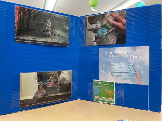 YDMA_PS242's tweet image. #IB Thursdays: 
&quot;Did you know that cutting the ear loops off of your masks makes a difference on our planet?&quot;
Our third grade class is taking action by presenting their #inquiryproject on how we can make a difference on our environment and wildlife. @ruxdanika @galeabrewer
