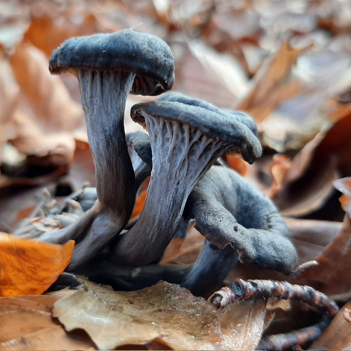 NavarraSetas's tweet photo. Craterellus cinereus. 

#fungi #mushrooms #mushroommonday #nature #NaturePhotography
#mycology
#FungiFriday 
#mushroomtwitter https://t.co/nnAHRyRmO1